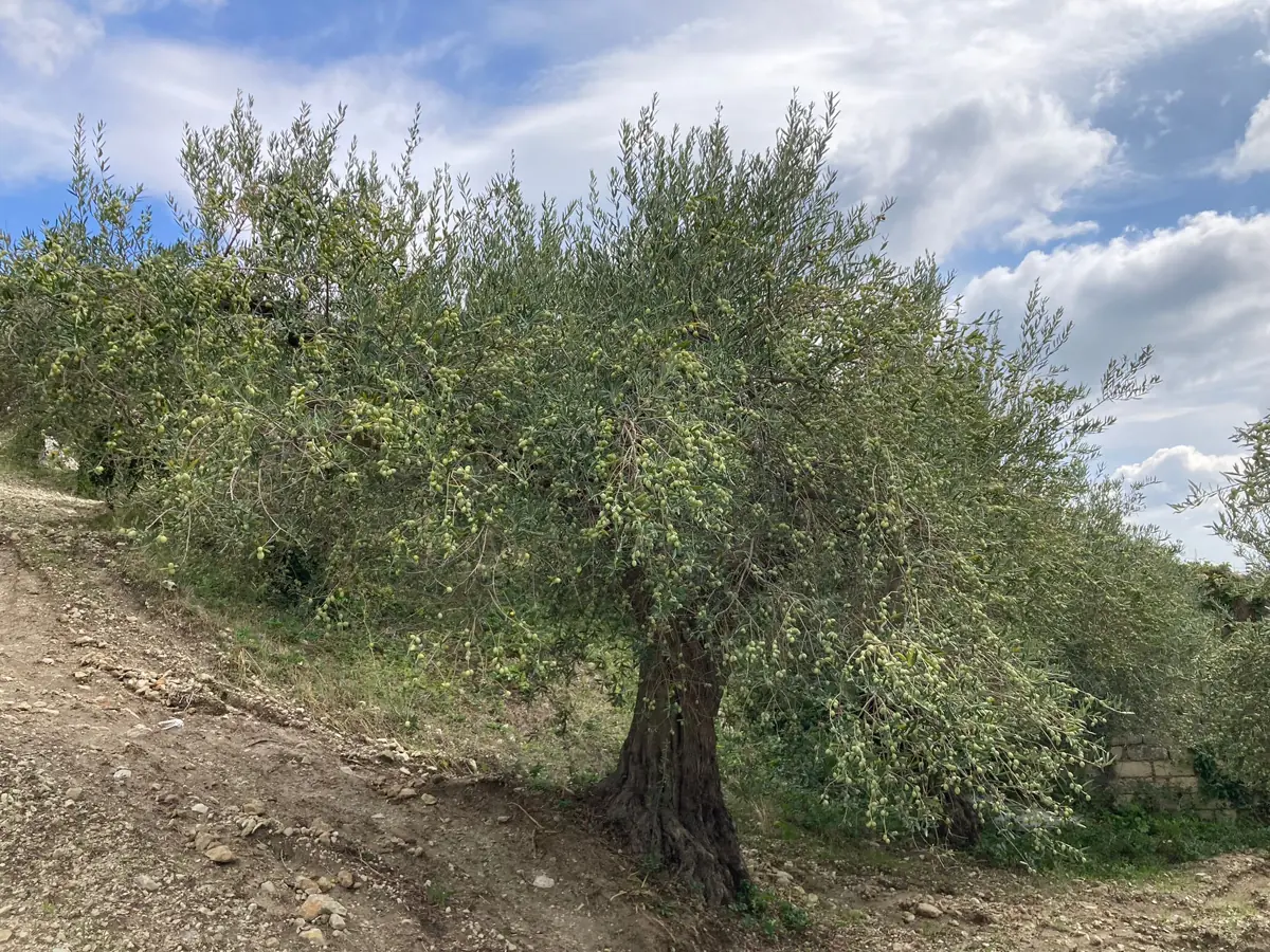 Gli ulivi di Caltabellotta