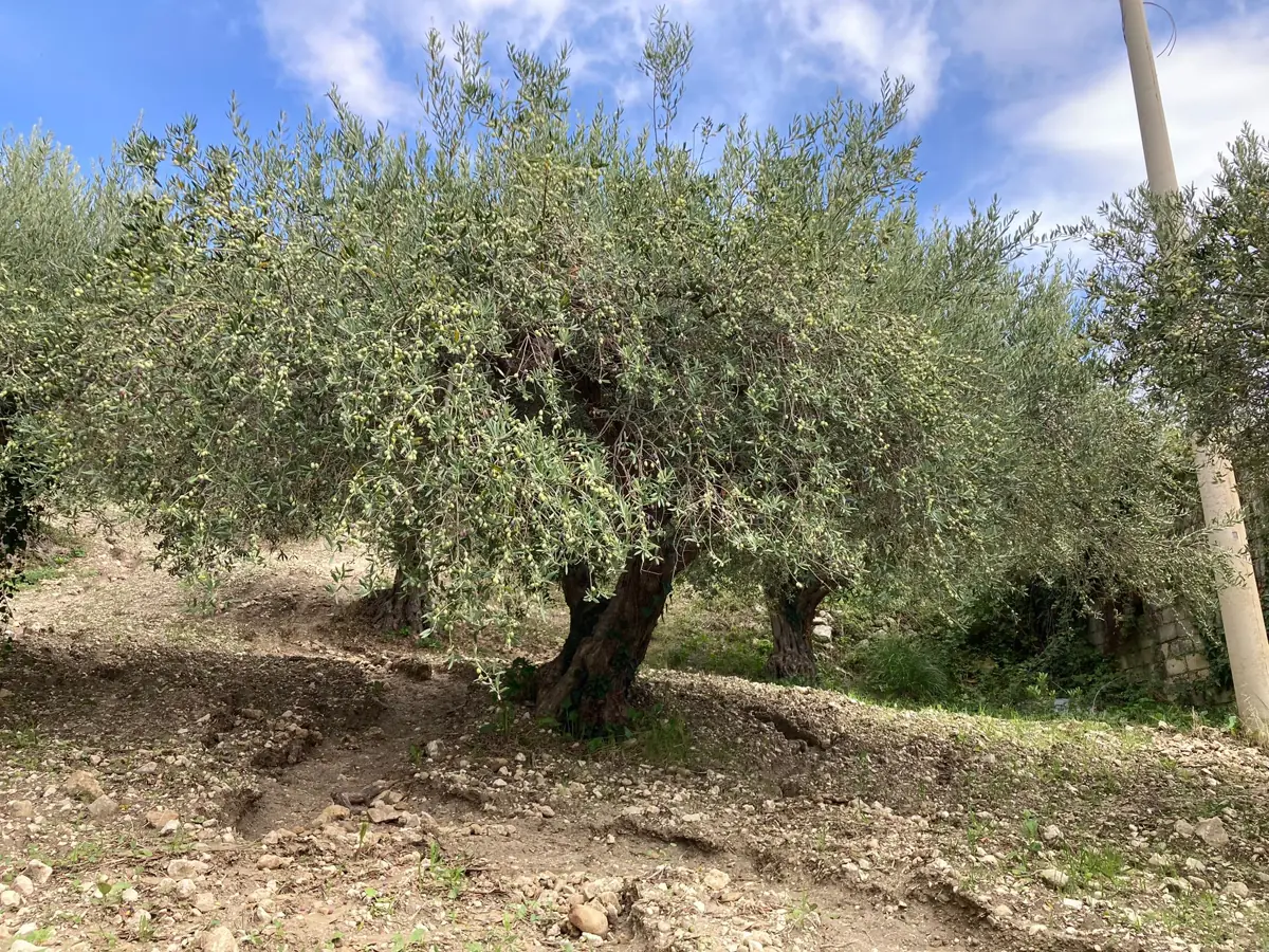 Il verde della nostra terra