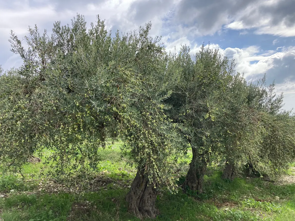 L’uliveto