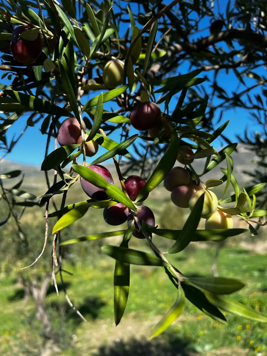 I frutti sui rami