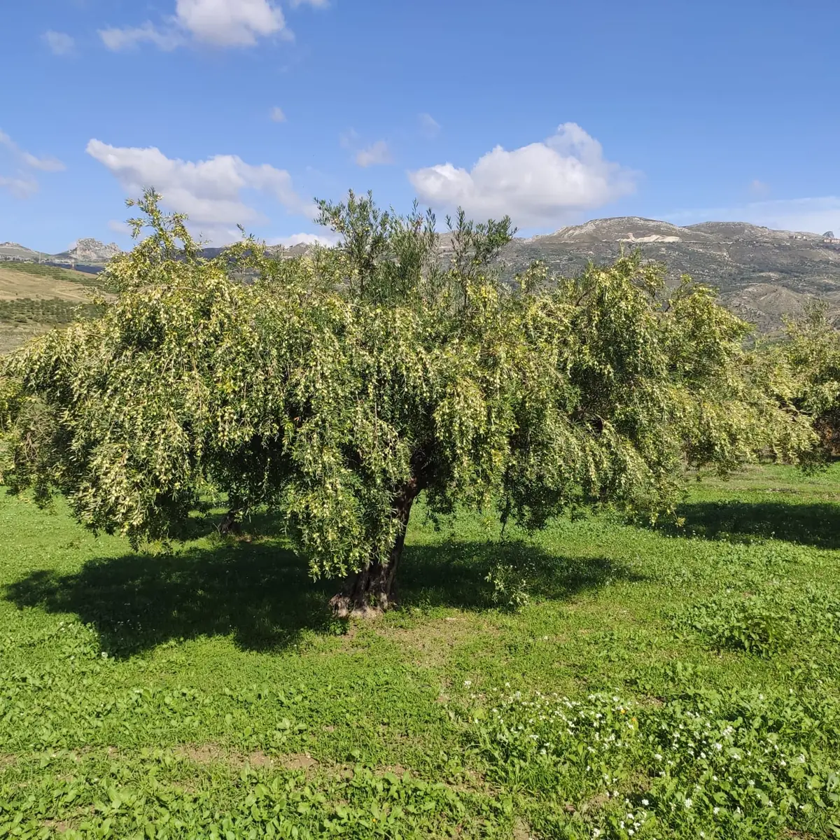 Un ulivo nel paesaggio